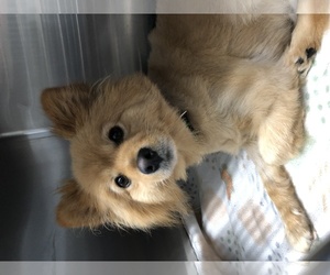 Pomeranian Dogs for adoption in Hillsdale, IN, USA