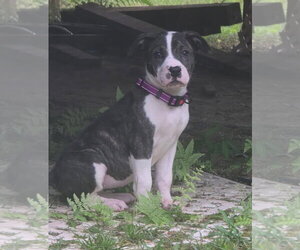 American Pit Bull Terrier-American Staffordshire Terrier Mix Dogs for adoption in Chester, VA, USA