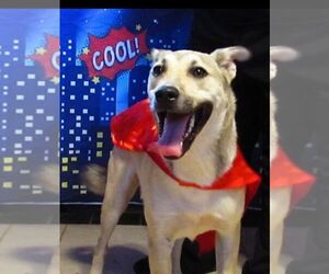 Mutt Dogs for adoption in Carrollton, TX, USA