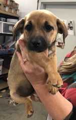 Chipin Dogs for adoption in Lakewood, CO, USA