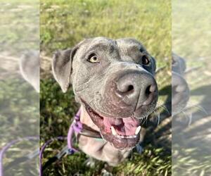 American Pit Bull Terrier Dogs for adoption in Santa Maria, CA, USA