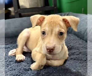 Chihuahua-Unknown Mix Dogs for adoption in Jefferson, NJ, USA