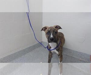 Boxer-Unknown Mix Dogs for adoption in Pasadena, TX, USA