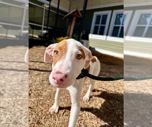 Mutt Dogs for adoption in Hilton Head, SC, USA