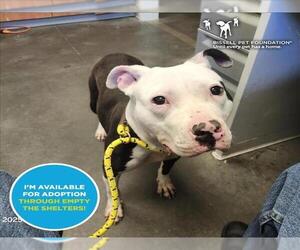 American Pit Bull Terrier-Unknown Mix Dogs for adoption in Santa Cruz, CA, USA