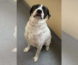 Great Pyrenees-Unknown Mix Dogs for adoption in Low Moor, VA, USA