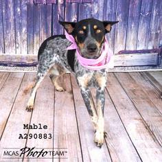 Medium Photo #1 Mutt Puppy For Sale in Conroe, TX, USA