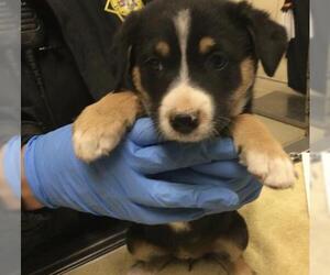 Mutt Dogs for adoption in Riverside, CA, USA