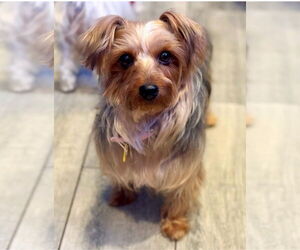 Mutt Dogs for adoption in Bon Carbo, CO, USA