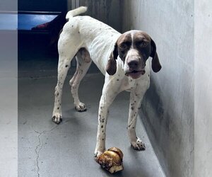 German Shorthaired Pointer-Unknown Mix Dogs for adoption in Santa Monica, CA, USA