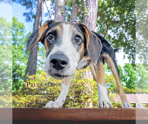 Mutt Dogs for adoption in Mount Pleasant, SC, USA