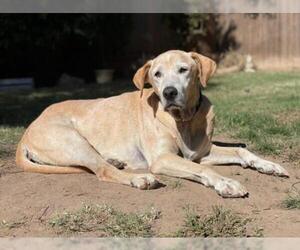 Labrador Retriever Dogs for adoption in Clovis, CA, USA