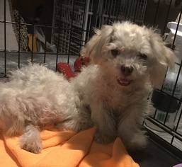 Maltese-Unknown Mix Dogs for adoption in Dothan, AL, USA