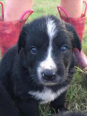 Australian Shepherd-German Shepherd Dog Mix Dogs for adoption in Mobile, AL, USA