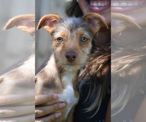 Mutt Dogs for adoption in Gulfport, MI, USA