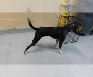 Bluetick Coonhound-Unknown Mix Dogs for adoption in Tulsa, OK, USA