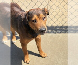 Black Mouth Cur-Unknown Mix Dogs for adoption in Tulsa, OK, USA