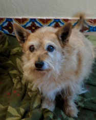 Silky Cairn Dogs for adoption in Campbell, CA, USA