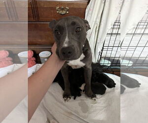American Pit Bull Terrier Dogs for adoption in New Orleans, LA, USA