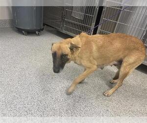 German Shepherd Dog Dogs for adoption in Houston, TX, USA