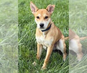 Labrador Retriever-Shiba Inu Mix Dogs for adoption in Louisville, KY, USA