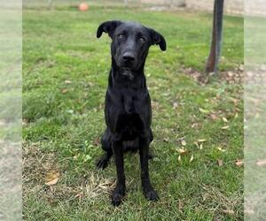 German Shorthaired Shepherd Dogs for adoption in Modesto, CA, USA