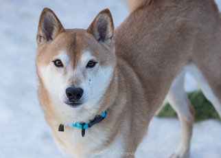 Shiba Inu Dogs for adoption in Anchorage, AK, USA