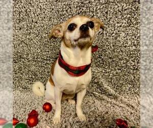 Chihuahua Dogs for adoption in Lucedale, MS, USA