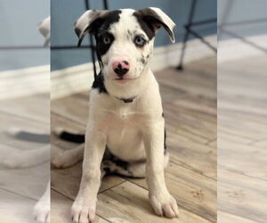 Great Dane-Unknown Mix Dogs for adoption in Bullard, TX, USA