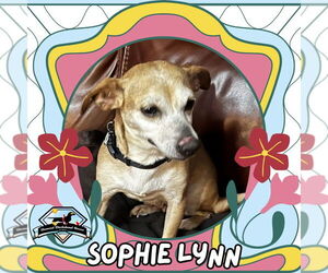 Chiweenie Dogs for adoption in San Antonio, TX, USA