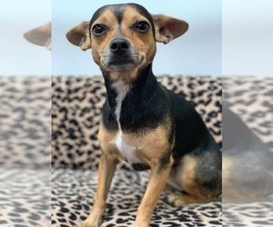 Chipin Dogs for adoption in Phoenix , AZ, USA