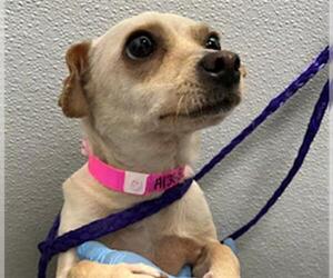 Chihuahua-Unknown Mix Dogs for adoption in Las Vegas, NV, USA