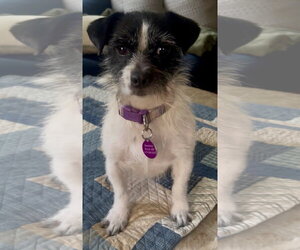 Mutt Dogs for adoption in St. Louis Park, MN, USA