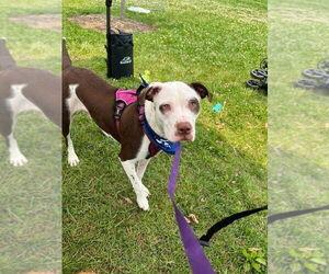 Mutt Dogs for adoption in Candler, NC, USA