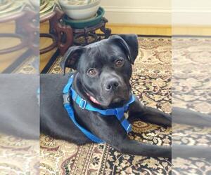 Labrador Retriever Dogs for adoption in Derwood, MD, USA