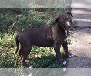 American Pit Bull Terrier-Labrador Retriever Mix Dogs for adoption in Topeka, KS, USA
