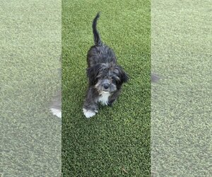 Malchi Dogs for adoption in Phoenix, AZ, USA