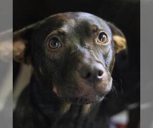 Mutt Dogs for adoption in San Antonio, TX, USA