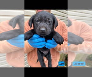 Labrador Retriever-Unknown Mix Dogs for adoption in New York, NY, USA