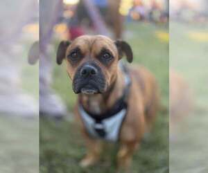 Staffordshire Bull Terrier-Unknown Mix Dogs for adoption in Visalia, CA, USA