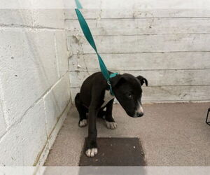 American Pit Bull Terrier Dogs for adoption in San Bernardino, CA, USA
