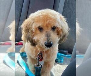 Schweenie Dogs for adoption in Warwick, RI, USA