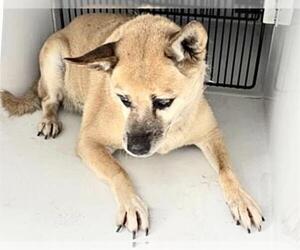 Shiba Inu-Unknown Mix Dogs for adoption in Houston, TX, USA