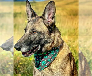 German Shepherd Dog-Unknown Mix Dogs for adoption in Millburn, NJ, USA