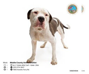 Bulldog Dogs for adoption in Mobile, AL, USA