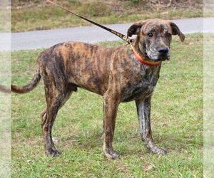 Black Mouth Cur-Unknown Mix Dogs for adoption in Prattville, AL, USA