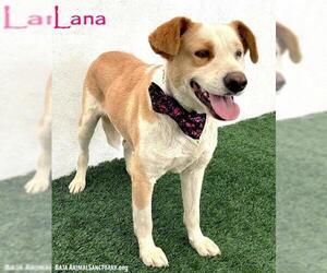Labrador Retriever-Unknown Mix Dogs for adoption in San Diego, CA, USA