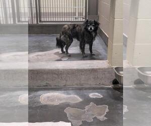 Mutt Dogs for adoption in Upland, CA, USA