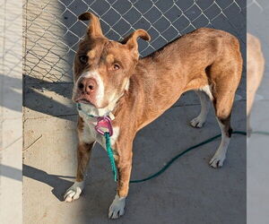Mutt Dogs for adoption in Las Vegas, NV, USA