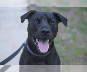 American Pit Bull Terrier-Labrador Retriever Mix Dogs for adoption in San Antonio, TX, USA